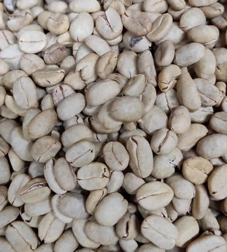 grains Pergamino_951